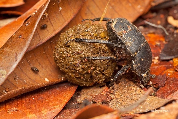 Loài[-]bọ[-]hung[-]lăn[-]phân,[-]nhảy[-]múa[-]theo[-]ánh[-]trăng[-]sao[-]1